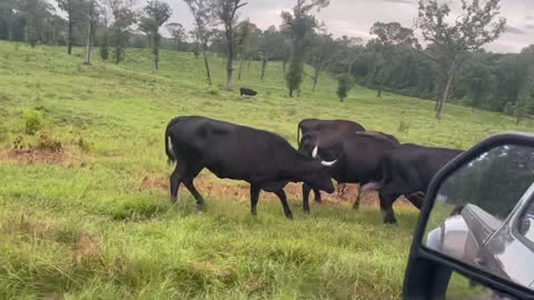 205- Young Corriente pair/ bred.