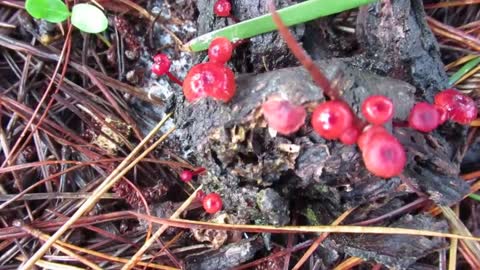 Vermillion Waxcap or Ruby Bonnet? Gone Mushrooming.