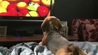 Puppy lying down quietly watching paw patrol like a kid