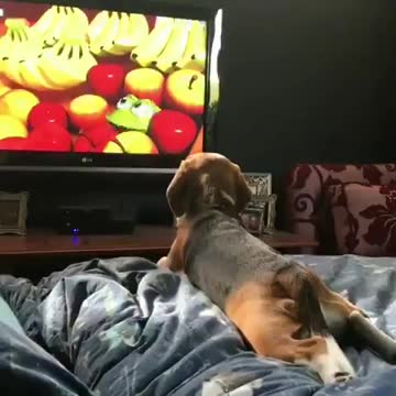 Puppy lying down quietly watching paw patrol like a kid