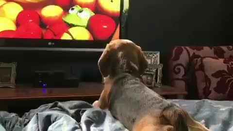 Puppy lying down quietly watching paw patrol like a kid 