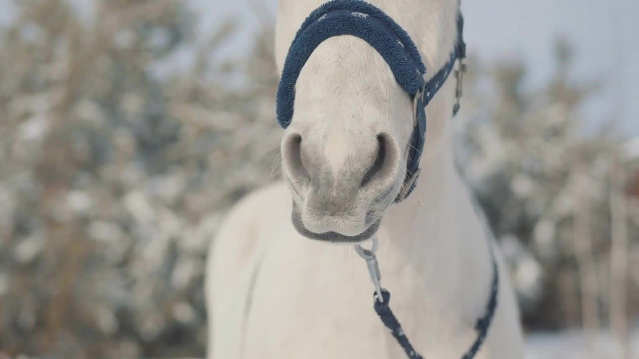 Close up adorable muzzle of a white horse on a country ranch