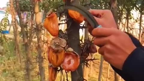 Farm Fresh Ninja Fruit Cutting Desi Satisfying Fruit Ninja Fruit Ideas | Amazing Fruits Video