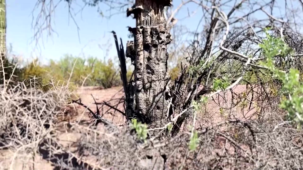 Phoenix baked by driest rain season on record