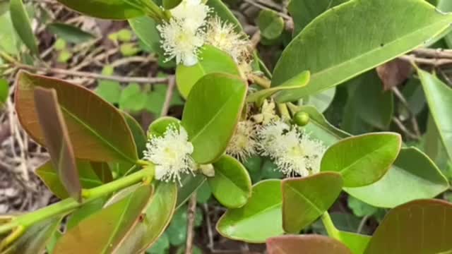 Strawberry Guava flowering.