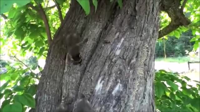 Baby Racoon Compilation 1