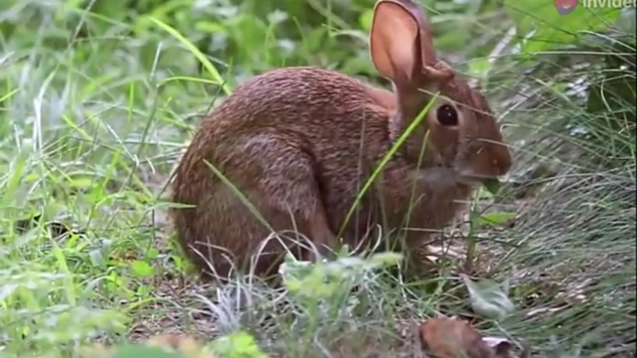 The Fascinating World of Rabbits from European Warrens