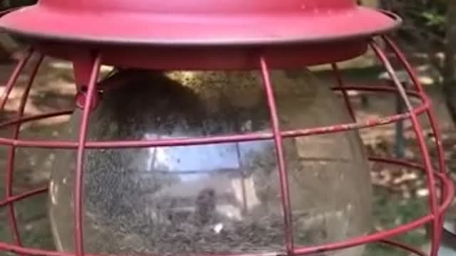 went to say hi to the little squirrel