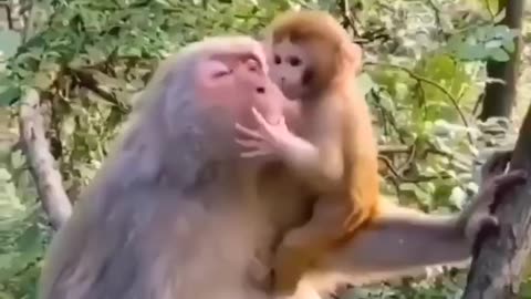 🙏❤️🎉🎉🎉🎊🎊🎊️SWEET AND FUNNY ANIMALS SHOTS 🙏❤️❤️🎉🎉🎉🎊🎊🎊