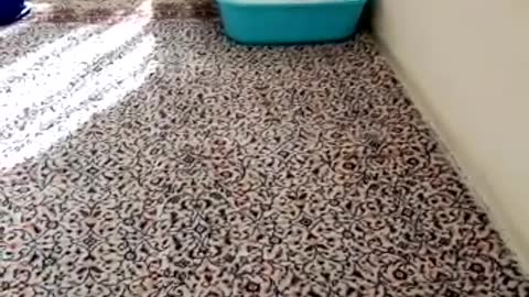 Cat kitten trying to get out of litter box flips forward