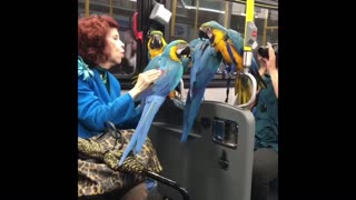 Lady on train subway with four blue yellow parrots birds exotic