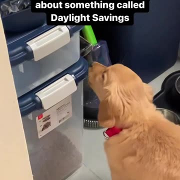 Puppy Wants his Food NOW! Ft- enzosgoldenadventure