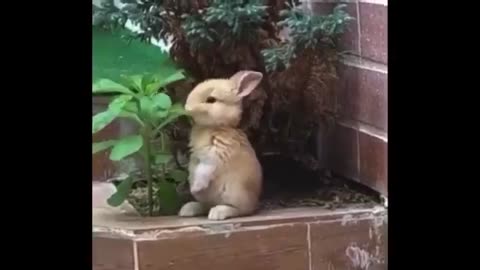 Cute pet video Part 1