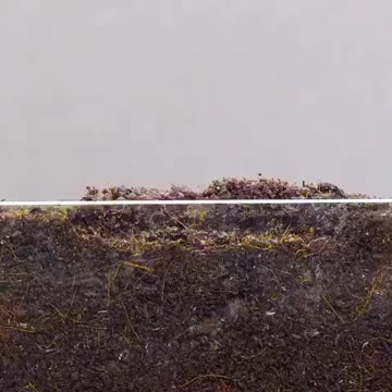 process of tomato seeds sprouting 🌱