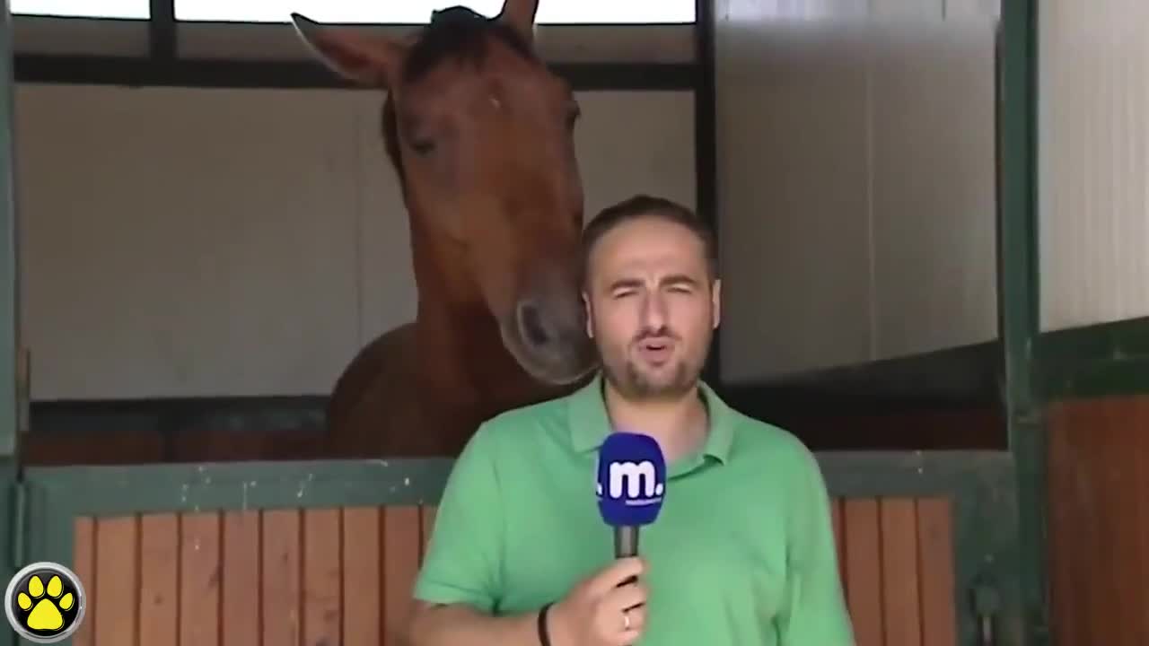 Funny animals # 02 - Animals getting ready for reports😄