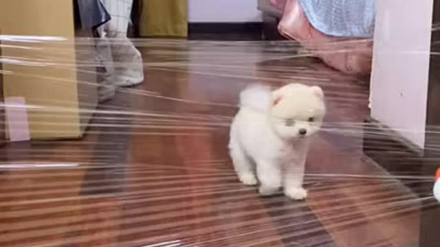 Watch this funny video clip of a cute dog.