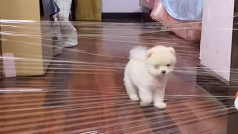 Watch this funny video clip of a cute dog.