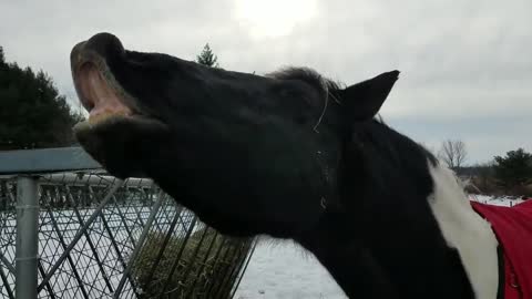 The Mares Love the New Treats