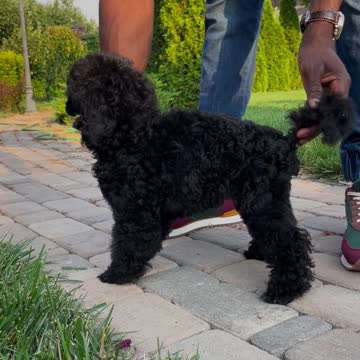 Funny Puppies And Cute Puppy Videos