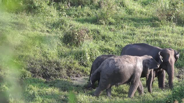 Beautiful Wild Elephants!