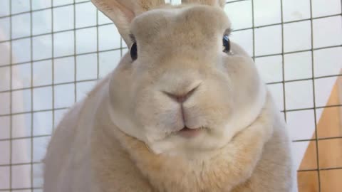 Bunny Rabbit Close Up