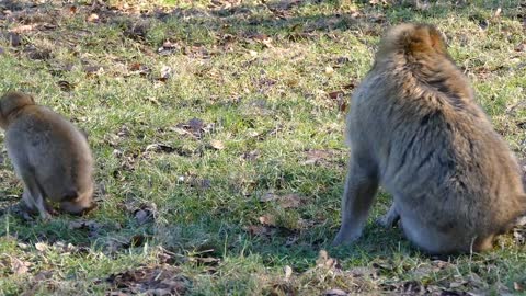 Monkey Are Always Funny
