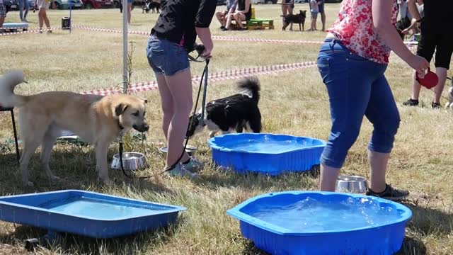 A Dog has a Bath of Water on a Dog's Festival in Hot Summer Day