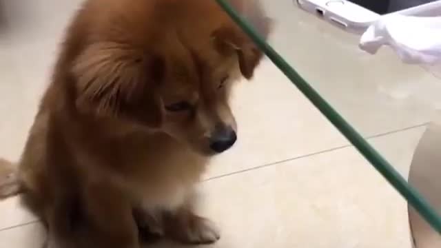 Funny Animal Have you tried this with your dog