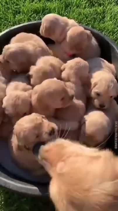 baby awesome 🤣 funny dog🐶 Dogs and - Awesome Funny Pet Animals Life Videos 😇