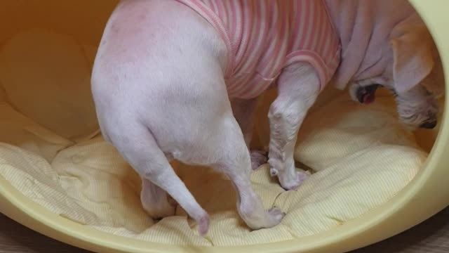 A cute puppy is digging at home because of stress.