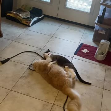 Two funny cats fighting