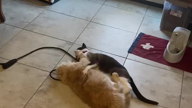 Two funny cats fighting