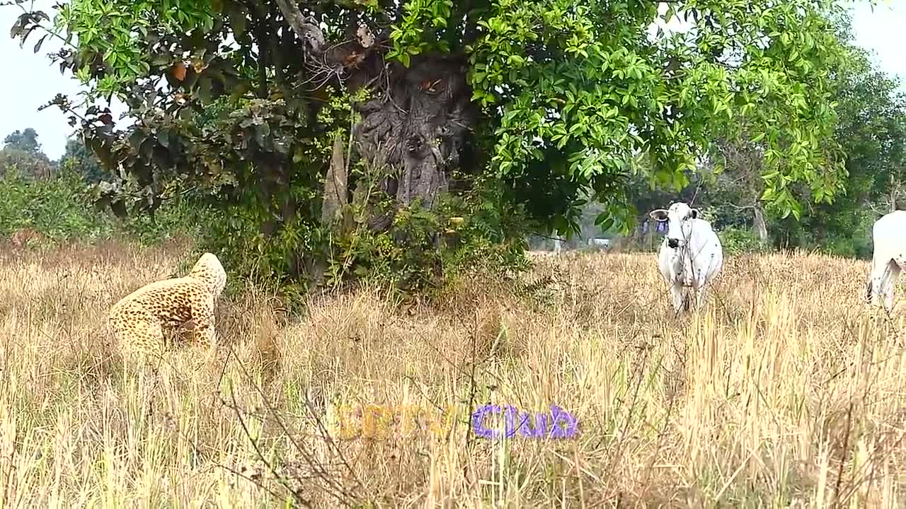 Fake Tiger-Lion Head vs Prank Cows Running Very Fast and Funny very funny kkkkkkkkkk!!