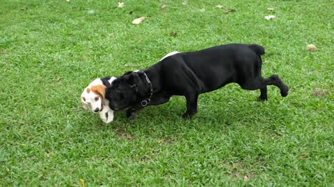 Dogs Playing Outdoors