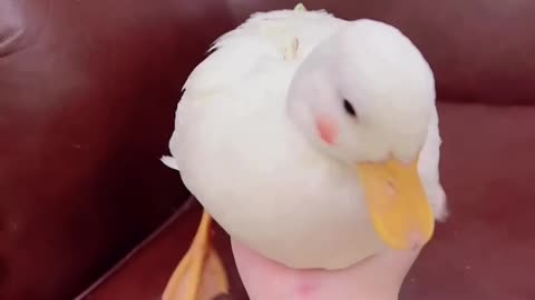 Cute duck