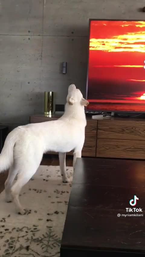 A dog chanting the sound of the ear