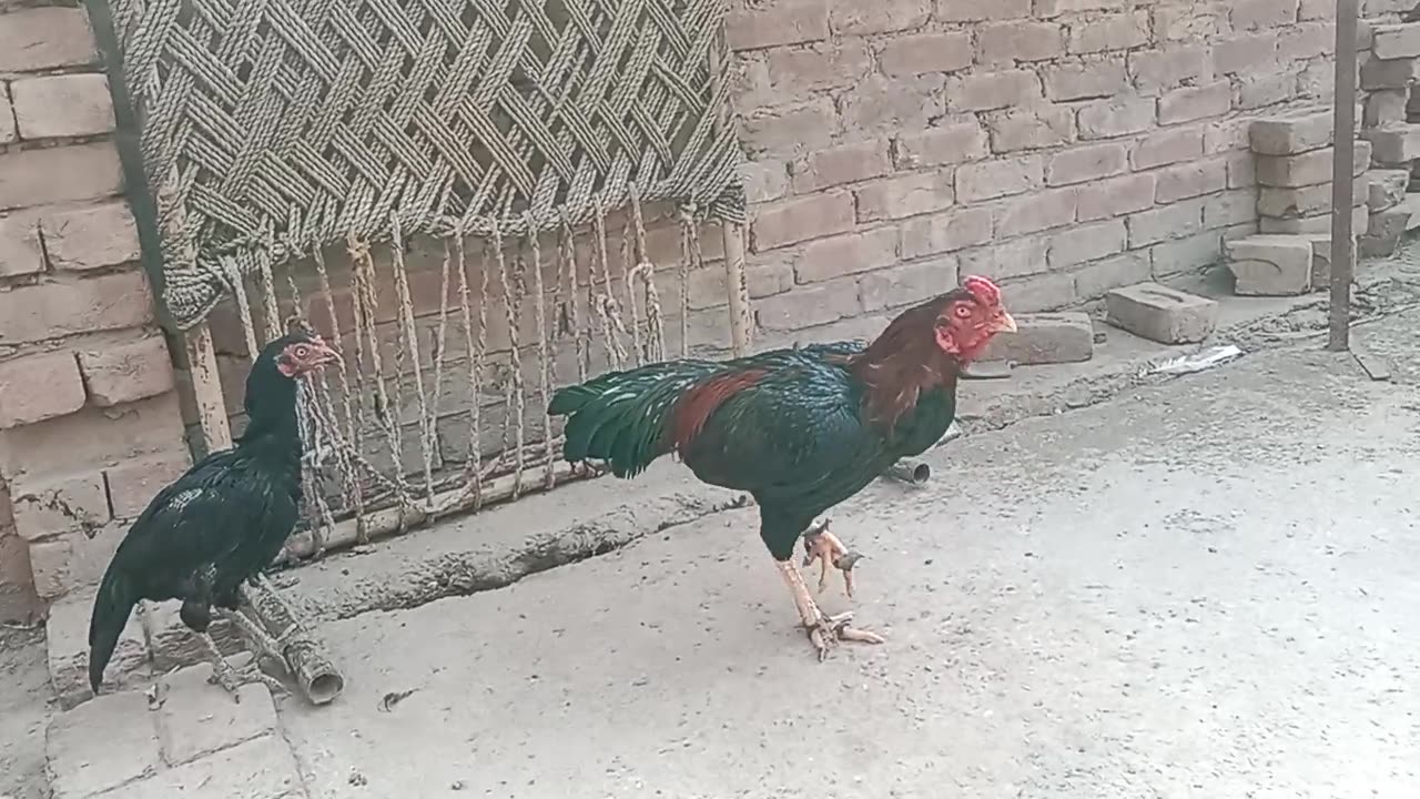 Cock