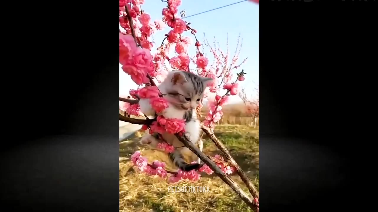 Cats on catwalk, hilarious ways of walk