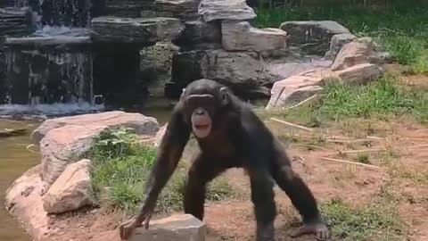 Chimps imitate Popeye