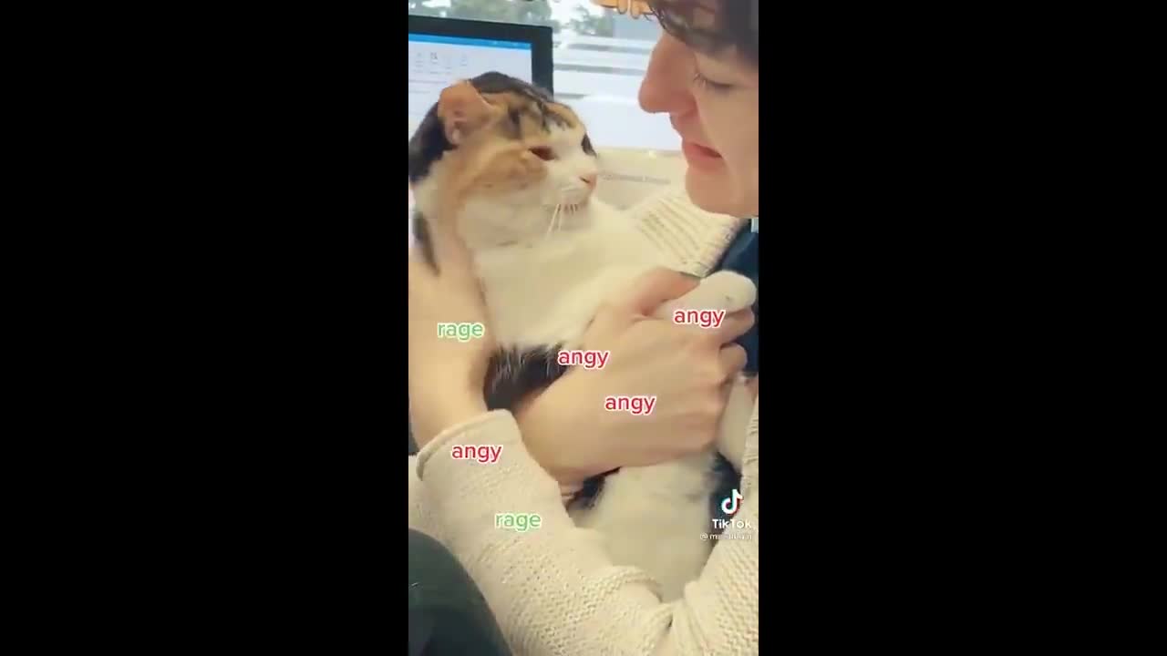 Cuties Funnies Cats PART -1-