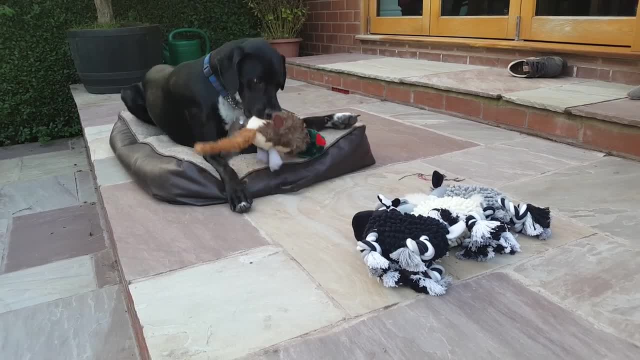 Dog Has Second Thoughts About Picking His Favorite Toy