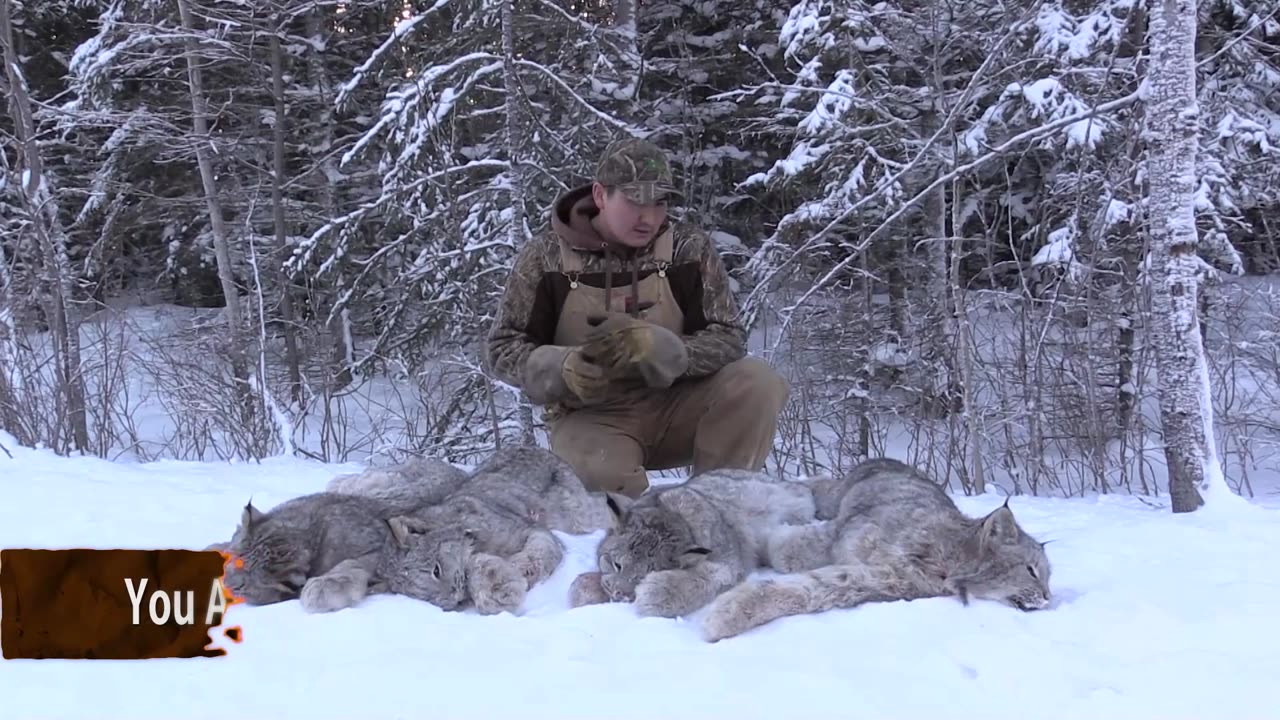 Trapping Inc Season 3 Episode 13 NWT wolves and lynx!
