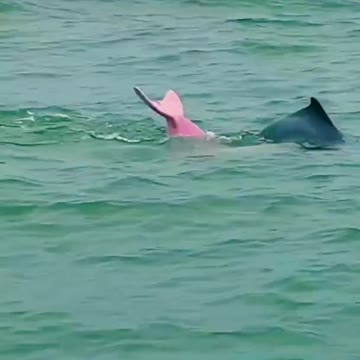 ever seen Pink dolphin before