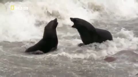 Life of Sea lion Fight