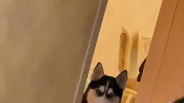 Husky, who is not a baby, everyone is a child, why don’t you take me to play