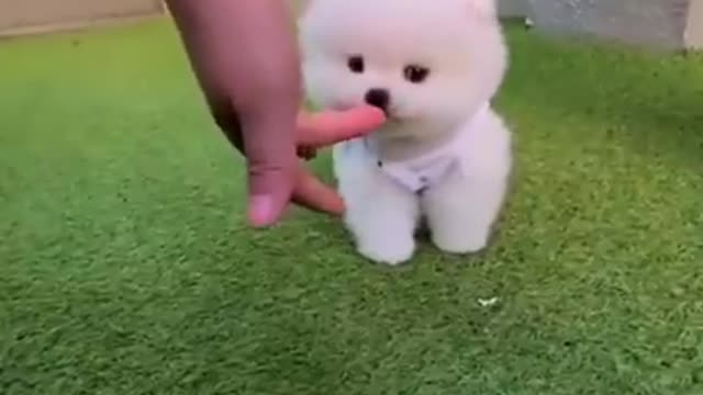 Cute Baby Dog Playing