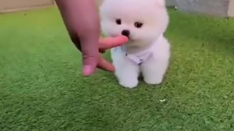 Cute Baby Dog Playing