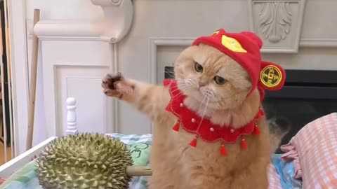 Put off firecrackerss for the Spring Festival. #exlittlebeans #funnyvideo #funnycats