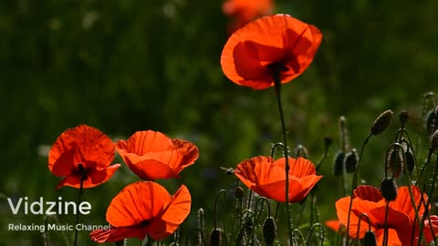 Beautiful Music Relax With Flowers 10 Minutes