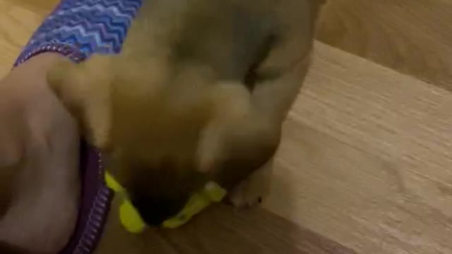 Chanel plays with a toy